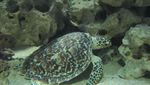 10 Alasan Liburan ke Derawan