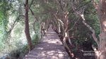 5 Hal Seru yang Ada di Taman Wisata Alam Mangrove Jakarta