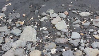 5 Menit Menyusuri Selat Bali, Seru!