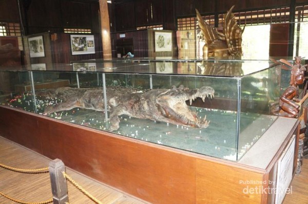 Ada Buaya Raksasa di Museum Kayu Tuah Rimba, Tenggarong