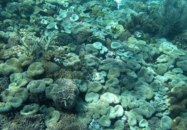 Ada Surga di Dasar Pantai Pink, Flores