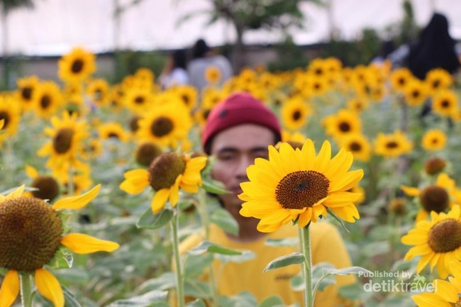 Ada Taman Bunga Matahari di Mall, Penasaran?