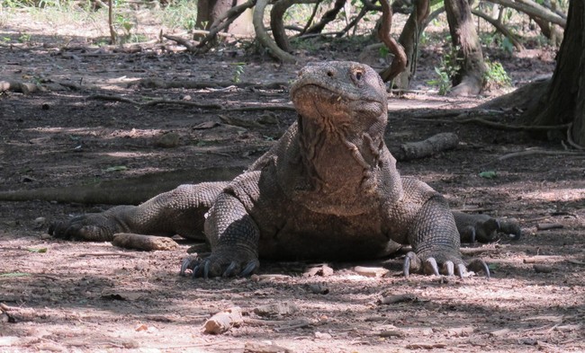 Ada yang Indah di Balik Ganasnya Pulau Komodo