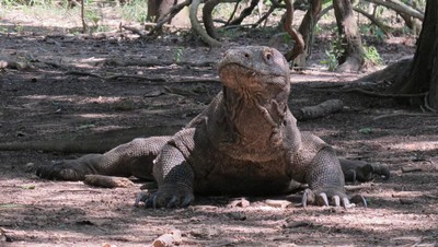 Ada yang Indah di Balik Ganasnya Pulau Komodo