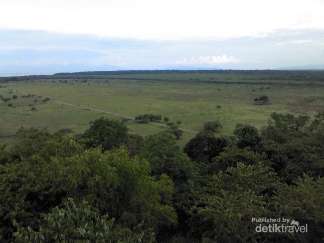 Akhir Pekan Eksotis ke Afrika di Jawa Timur