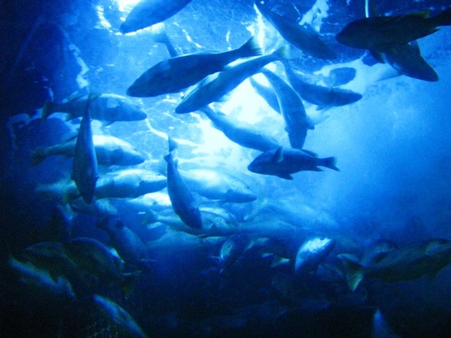 Alam Bawah Laut Seaworld