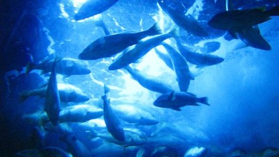 Alam Bawah Laut Seaworld