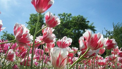 Alamak! Cantiknya Bunga Tulip Ini
