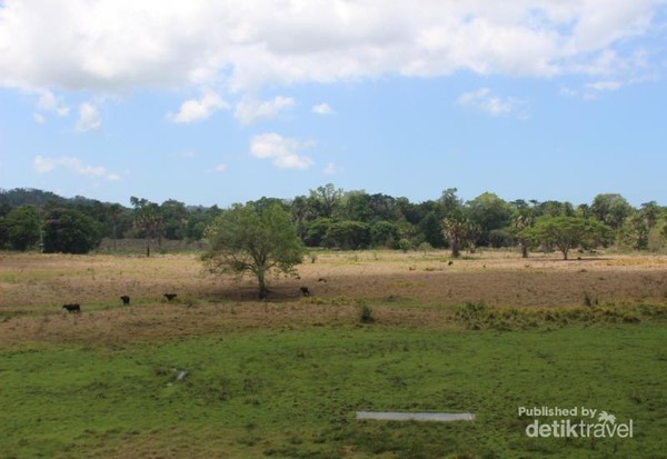 Tempat ini merupakan unit pengelolaan Banteng Sadengan, populasi banteng yang terus menurun menjadi dasar dibuatnya feeding ground ini. Tempat ini merupakan unit pengelolaan Banteng Sadengan, populasi banteng yang terus menurun menjadi dasar dibuatnya feeding ground ini.