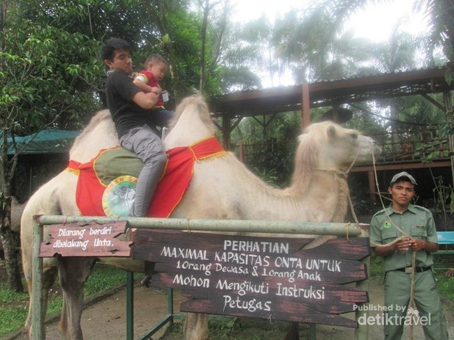 Aneka Koleksi Satwa Lucu di Royal Safari Garden, Bogor