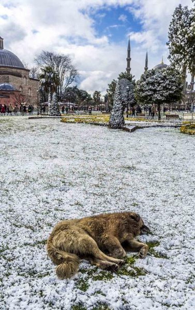 Anjing-anjing Nan Lucu di Istanbul