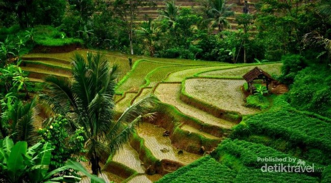 Antara Subang dan Sumedang, Ada Terasering Secantik Ini