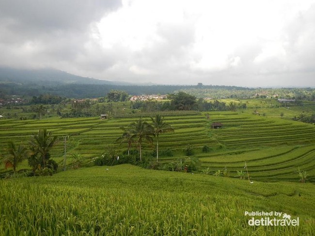 Asrinya Teras Padi di Jatiluwih, Bali