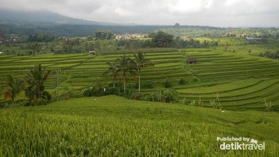Asrinya Teras Padi di Jatiluwih, Bali