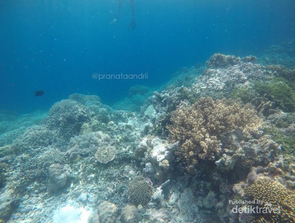 Alam bawah lautnya Pantai Sombu. Visibiliti yang sangat bagus layaknya tempat lain yang pernah Saya kunjungi di Sulawesi. Kontur khas Sulawesinya juga ada yaitu atol-atol yang menawarkan keindahan terumbu karang pada dindingnya Alam bawah lautnya Pantai Sombu. Visibiliti yang sangat bagus layaknya tempat lain yang pernah Saya kunjungi di Sulawesi. Kontur khas Sulawesinya juga ada yaitu atol-atol yang menawarkan keindahan terumbu karang pada dindingnya