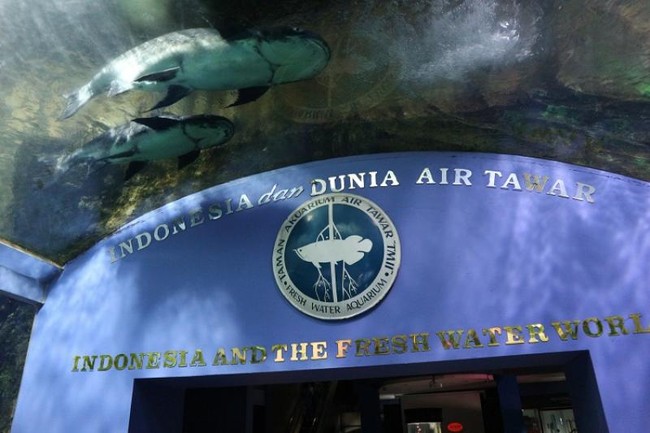 Asyiknya Melihat Beragam Ikan di TMII