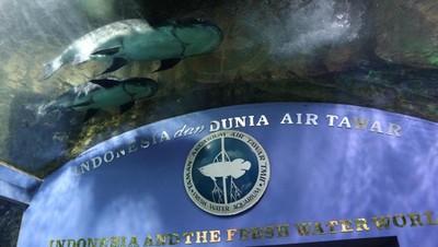 Asyiknya Melihat Beragam Ikan di TMII