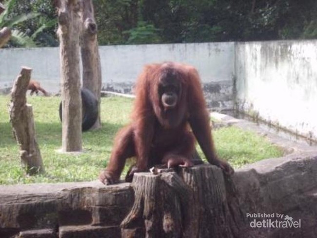 Asyiknya Tamasya ke Kebun Binatang Gembiraloka