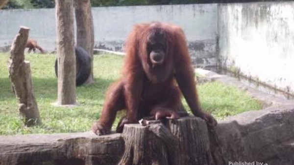 Asyiknya Tamasya ke Kebun Binatang Gembiraloka