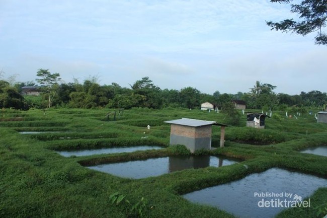 Asyiknya Wisata Keluarga di Kampung Lele, Boyolali