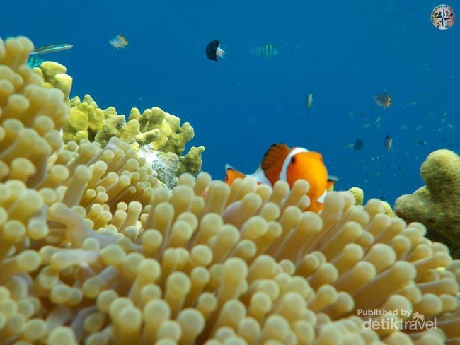 Bali Punya Taman Bawah Laut yang Super Cantik