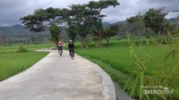 Bersepeda di pagi hari di tengah hamparan persawahan