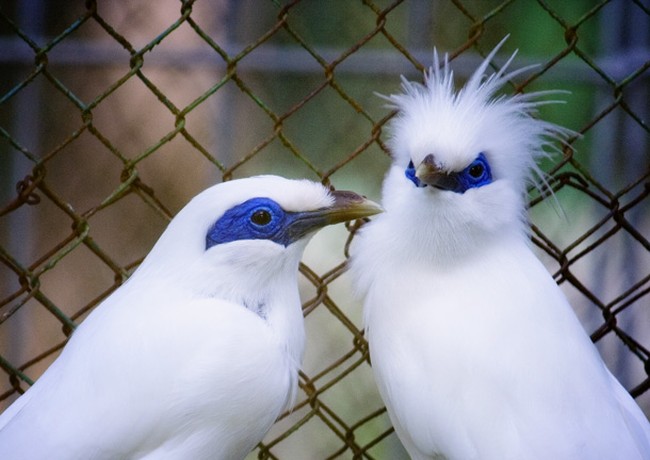 Bali, The Power of Two