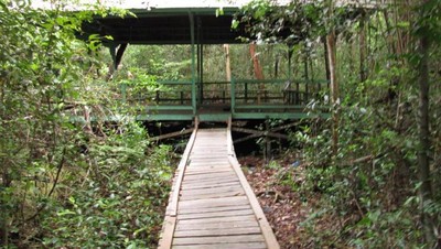 Baning, Wisata Hutan Primer di Tengah Kota