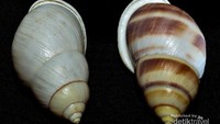 Memelihara cangkang kerang