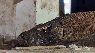 Begini Kondisi TN Komodo di Akhir Tahun Lalu