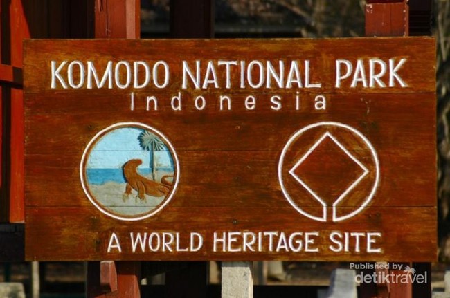 Begini Serunya Bertemu Komodo dari Dekat