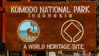 Begini Serunya Bertemu Komodo dari Dekat