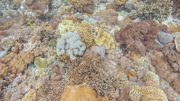 Beginilah Keelokan Surga Bawah Laut dari Nusa Penida