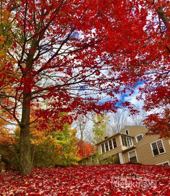 Begitu Cantik Saat Musim Gugur Tiba di Quebec, Kanada