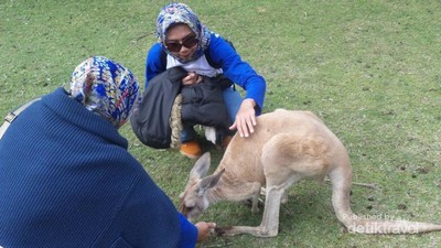 Bercengkerama dengan Kanguru di Caversham Wildlife Park, Australia