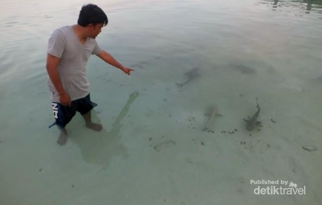 Berenang Bareng Hiu Taka Bonerate, Menegangkan!