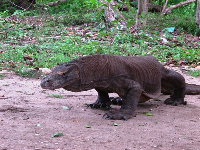 Berjumpa dengan Komodo