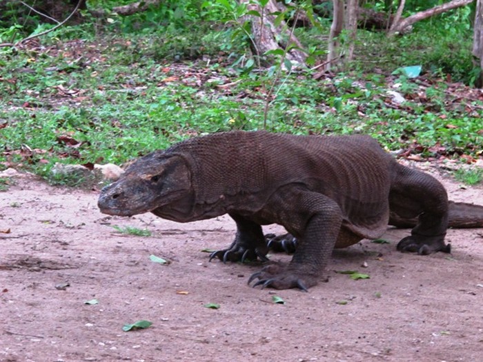 Berjumpa dengan Komodo