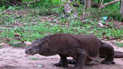 Berjumpa dengan Komodo