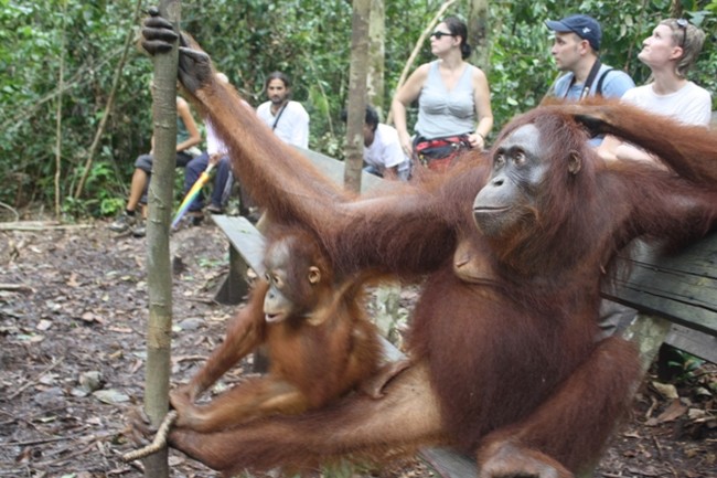 Berkeliling di sekitar Camp Lakey, Taman Nasional Tanjung Puting