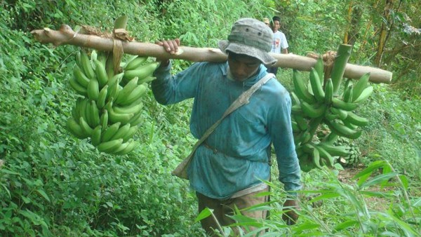 Berladang Menembus Bukit di  Curug Lawe,Temanggung