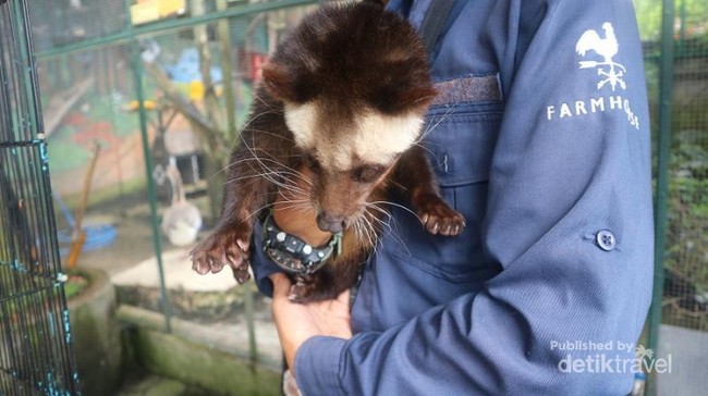 Bermain dengan Hewan Imut di Farmhouse