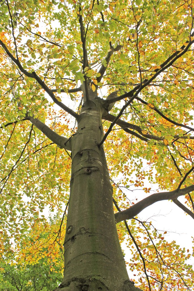 Bertabur Daun Musim Gugur di Den Haag