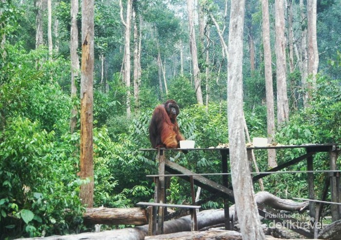 Bertamu ke Rumah Orangutan di Tanjung Puting, Kalimantan