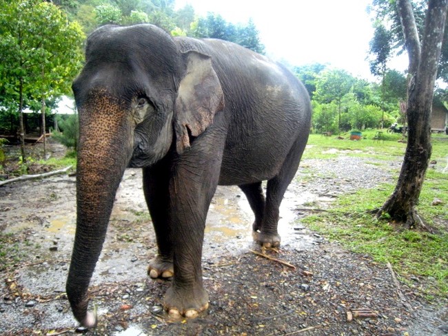 Berteman dengan Gajah di Tangkahan