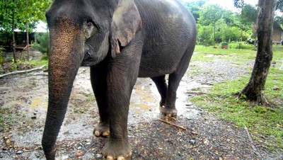 Berteman dengan Gajah di Tangkahan