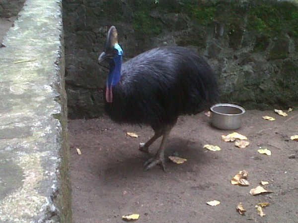 61+ Gambar Burung Merak Hitam HD