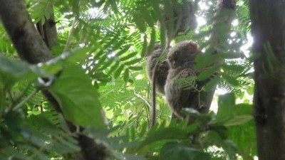 Bertemu Hewan Lucu Khas Sulawesi Utara di Tandurusa