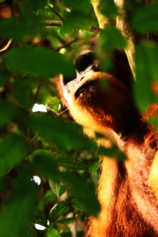 Bertemu Orang Utan yang Bersahabat di Bukit Lawang, Sumut
