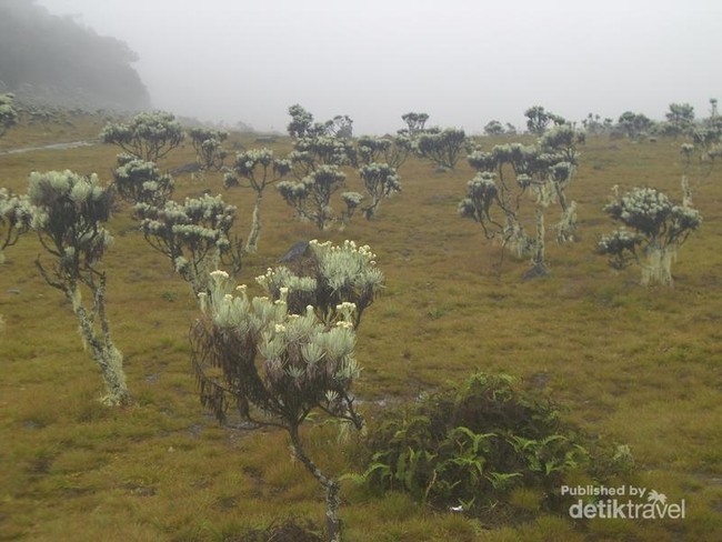 Bertemu yang Abadi di Alun-alun Surya Kencana